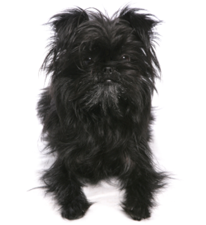 Picture for category Affenpinscher