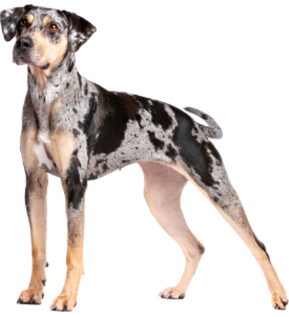Picture for category Catahoula Leopard Dog