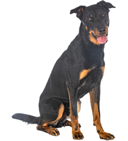 Picture for category Beauceron