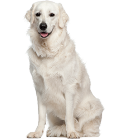 Picture for category Kuvasz
