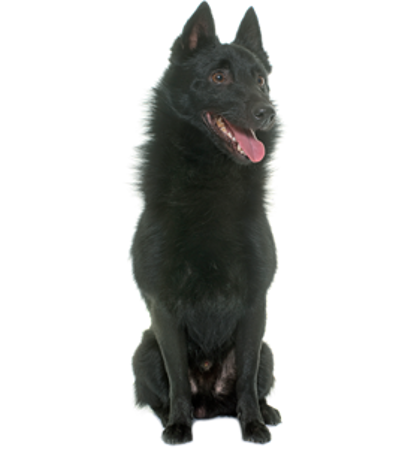 Picture for category Schipperke
