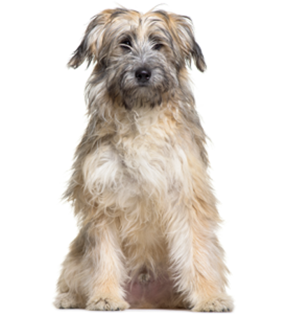 Slika za kategoriju Pirinejski planinski pas