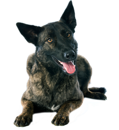 Picture for category Dutch Shepherd Dog
