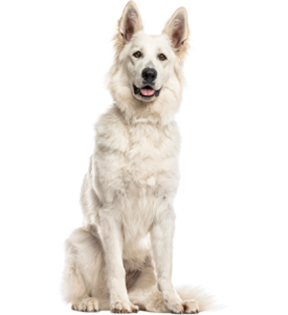 Picture for category White Swiss Shepherd Dog