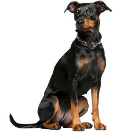 Picture for category German Pinscher