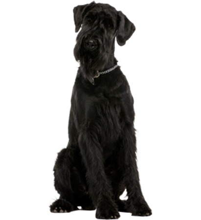 Picture for category Giant Schnauzer
