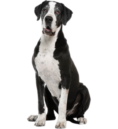 Picture for category Great Dane