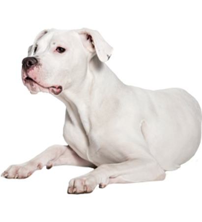 Picture for category Dogo Argentino