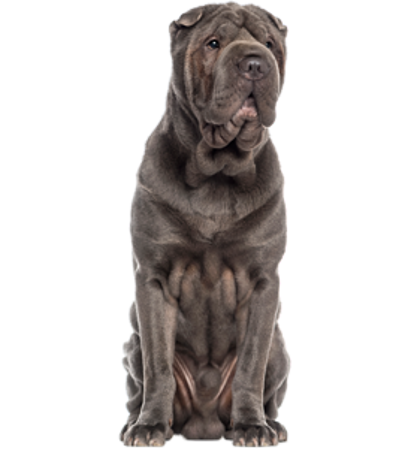 Picture for category Shar Pei