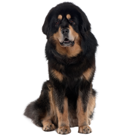 Picture for category Tibetan Mastiff (Do Khyi)
