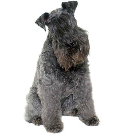 Bild für Kategorie Kerry Blue Terrier