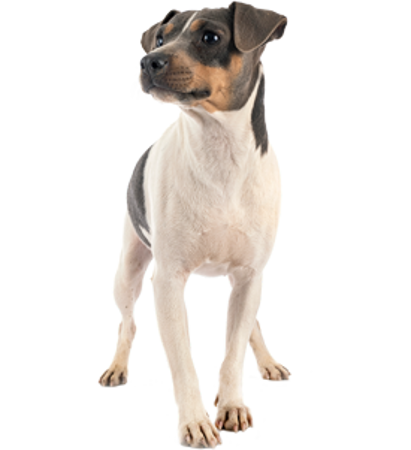 Image de la catégorie Terrier Bresilien