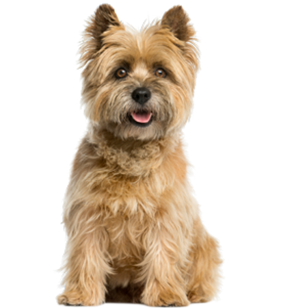Picture for category Cairn Terrier