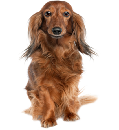 Picture for category Dachshund long haired