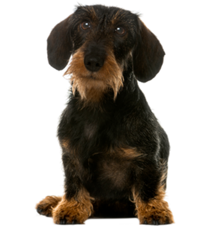 Picture for category Dachshund wire haired