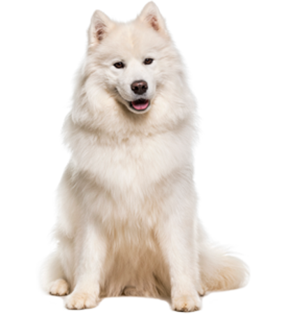 Picture for category Samoyed