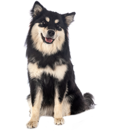Slika za kategorijo Finski laponski pes - Lapphund