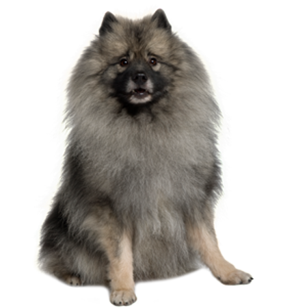 Picture for category Wolfspitz (Keeshond)