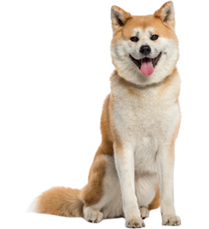 Picture for category Akita