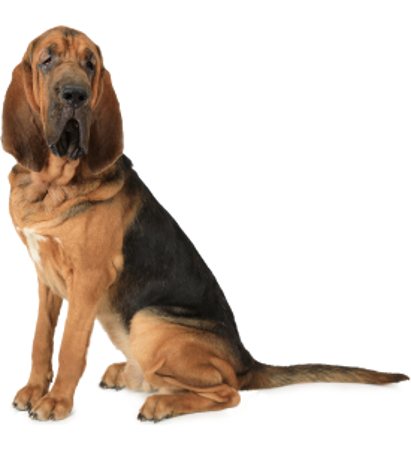 Slika za kategorijo Bloodhound - Pes sv. Huberta