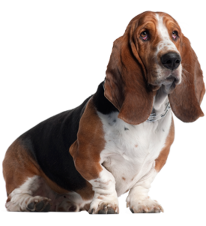 Picture for category Basset Hound