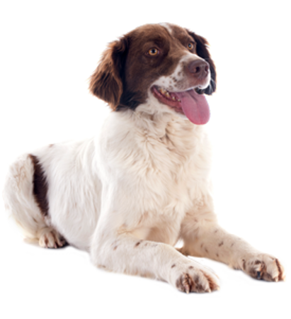 Picture for category French Spaniel