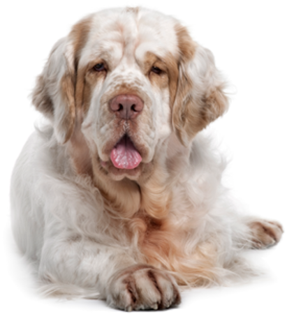 Picture for category Clumber Spaniel