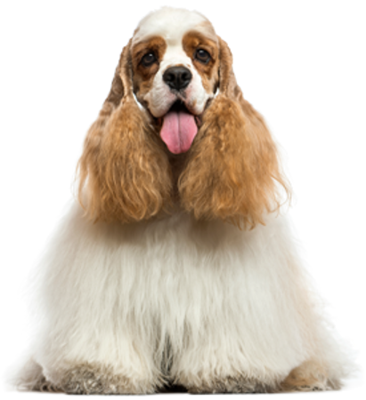 Picture for category American Cocker Spaniel