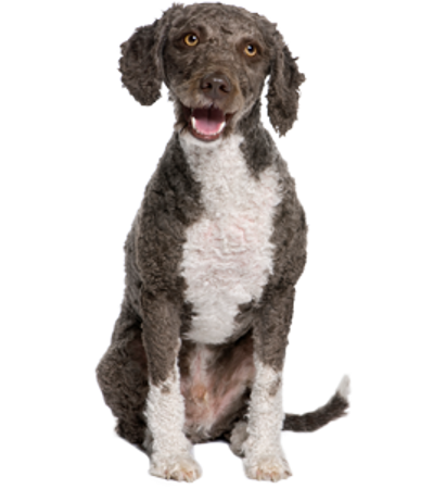 Picture for category Spanish Water Dog