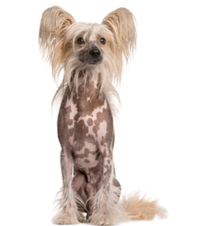 Slika za kategorijo Kitajski goli pes