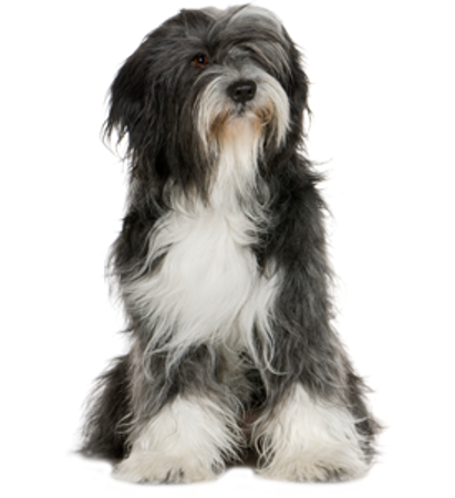 Picture for category Tibetan Terrier