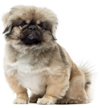 Picture for category Pekingese