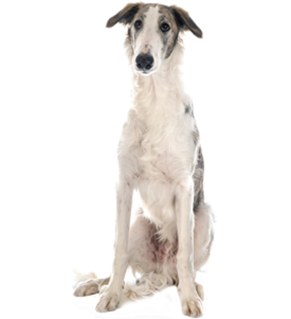 Picture for category Borzoi- Russian Hunting Sighthound