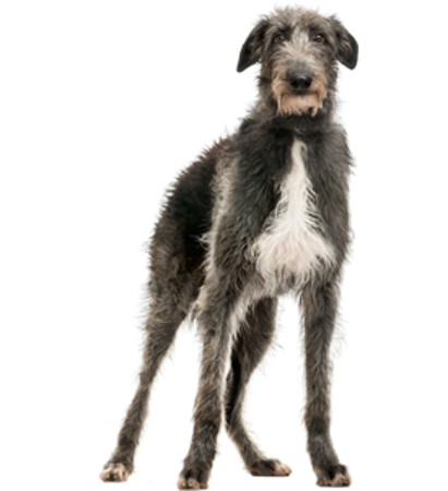 Picture for category Scottish Deerhound