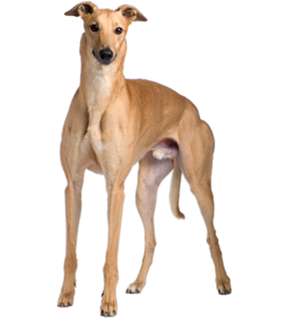 Slika za kategorijo Greyhound - veliki angleški hrt