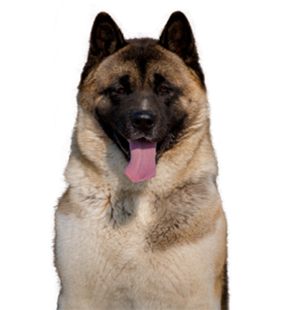 Picture for category American Akita
