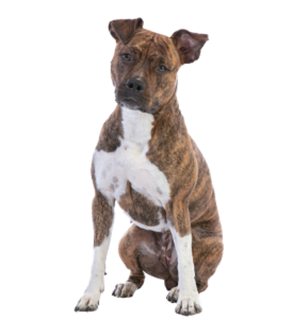 Image de la catégorie American Staffordshire Terrier