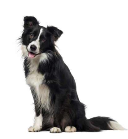 Picture for category Border Collie