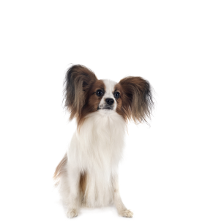 Picture for category Papillon