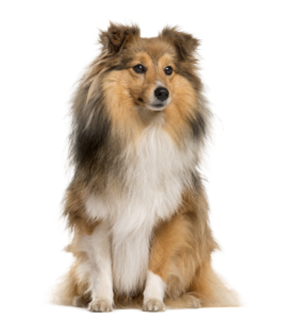 Picture for category Shetland Sheepdog
