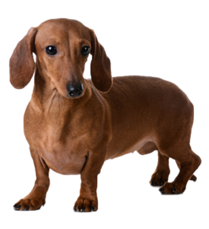 Picture for category Dachshund smooth miniature