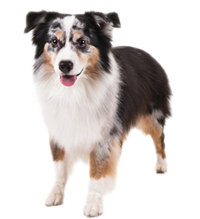 Picture for category Miniature American Shepherd