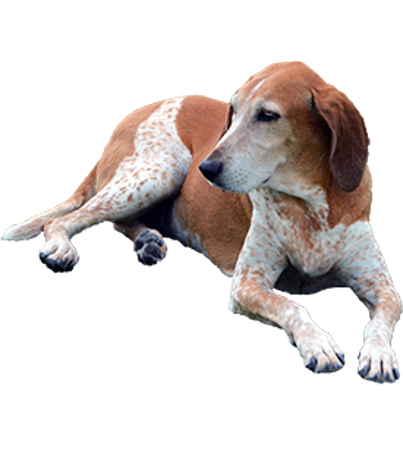 Picture for category American English Coonhound
