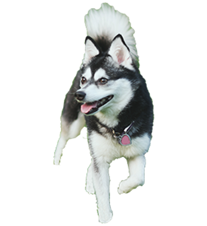 Picture for category Alaskan Klee Kai