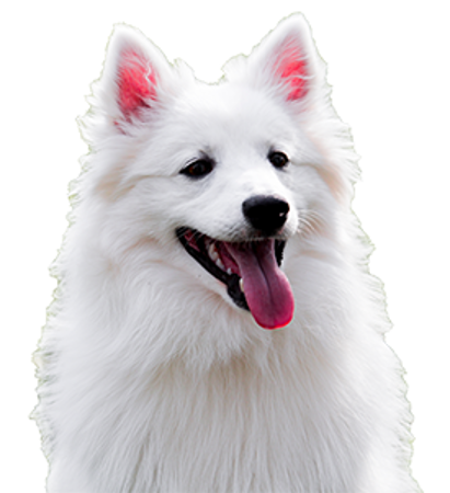 Bild für Kategorie American Eskimo Dog