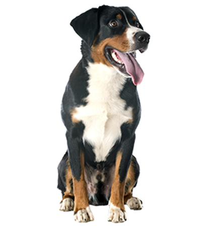 Slika za kategorijo Appenzelski planšarski pes