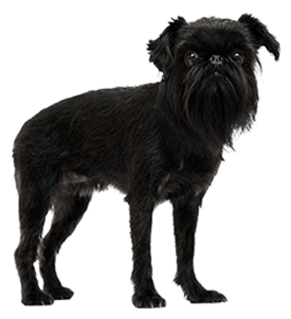 Picture for category Belgian Griffon