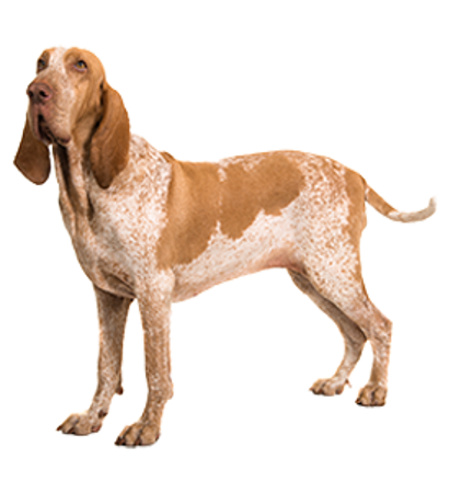 Picture for category Bracco Italiano (Italian Pointing Dog)
