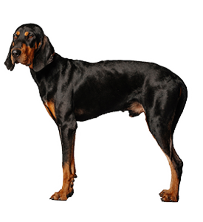 Picture for category Black and Tan Coonhound