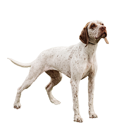 Slika za kategoriju Bourbonnais Pointing Dog